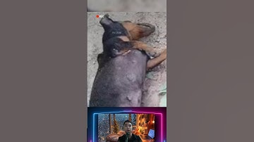 Review: Con chó đen bị rắn đọc vào nhà cắn chết #shorts #review