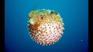 Các Con Vật Sống Dưới Nước Bằng Tiếng Anh Tiếng Anh Cho Trẻ Mầm Non Động Vật Biển Ece