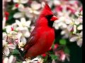 El sonido de la naturaleza,los pajaros Música de relajación RELAX MUSIC Relaxing Nature Sounds!❤️😍🐦🐦