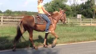 spotted gaited mules for sale