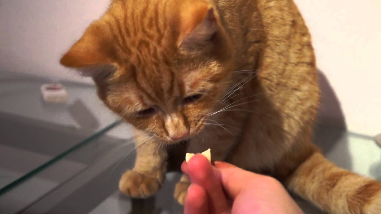 Cat licks butter YouTube