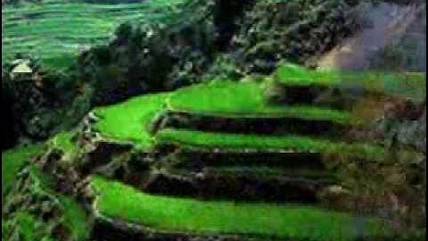 سورة المطففين كاملة للقارئ داود محداب - جيجل