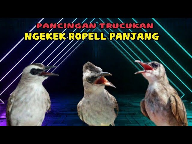 PANCINGAN DAN MASTERAN TRUCUKAN NGEKEK ROPEL PANJANG class=