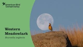 Western Meadowlark: Neglected No More