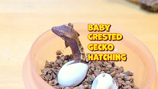 Baby Crested Gecko Eggs Hatching!