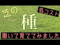 芝生を種から育てる[西洋芝]2週間で発芽