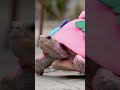 Painted Tortoise Race! | Venezuelan Festival | Unique Tradition | Global Insights