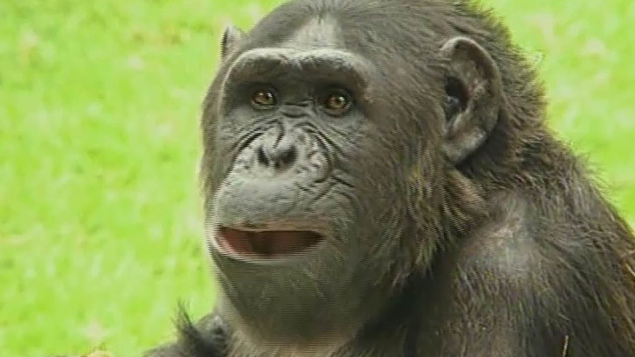 MAŁPY - Encyklopedia zwierząt dla dzieci | filmy edukacyjne po polsku