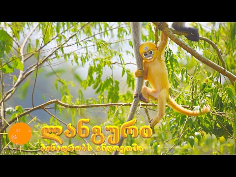 მაიმუნების ოჯახები