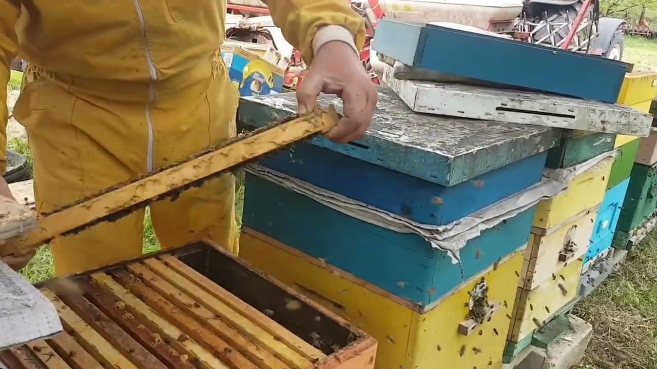 Metodele de lucru de combatere a roitului in stupina noastra.