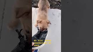 MY AIDI PUPPY DESTROYING MY SHOE | AIDI DOG BREED.