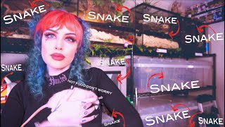 Setting Up 11 New Snake Enclosures! (+ Rat Update) by Taylor Nicole Dean   223,194 views 2 years ago 27 minutes