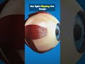 From Light to Sight: Retina in 60 Seconds!