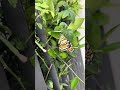Bướm Phượng Chanh mới rời kén. #caterpillar #pupa #chrysalis #butterfly