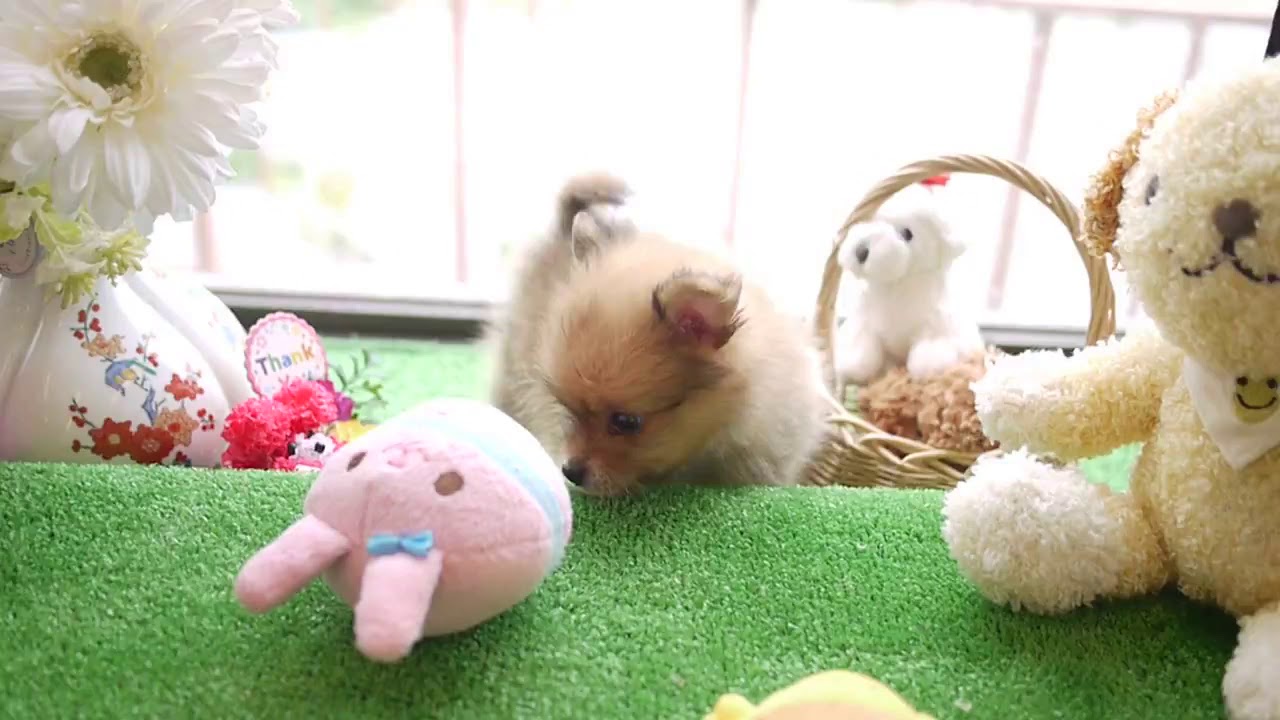 ポメラニアンの子犬動画7/15生まれ