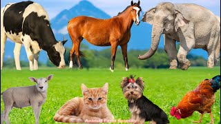 Cute Animal Sounds Collection Cow, Cat, Dog, Sheep, Duck, Horse & Chicken Adorable Moments In 4K