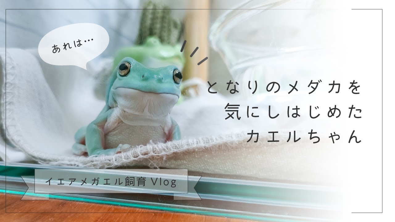 となりのメダカを気にしはじめたカエルちゃん【イエアメガエル飼育Vlog】