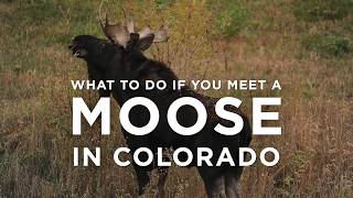 What to do if you meet a moose