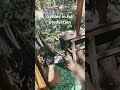 Pallet gate and cucamelons for the win #labor #fruit #diygarden #garden