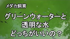 めだか藁屋