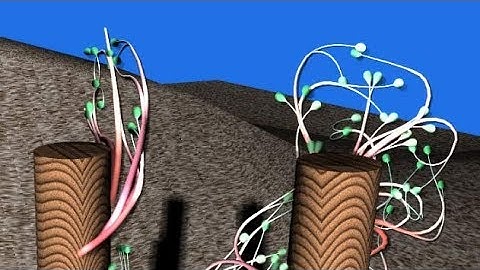 Maya: The Deeply Hidden Dynamics in Paint Effects