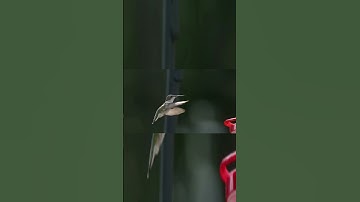 Hummingbird