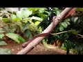 Mengenal ular siput (Pareas Carinatus) #ular #siput