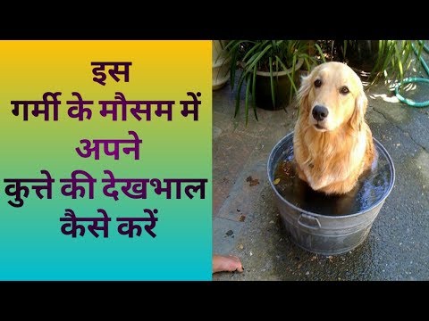 वीडियो: गर्मी में कुत्ते को कैसे रोकें