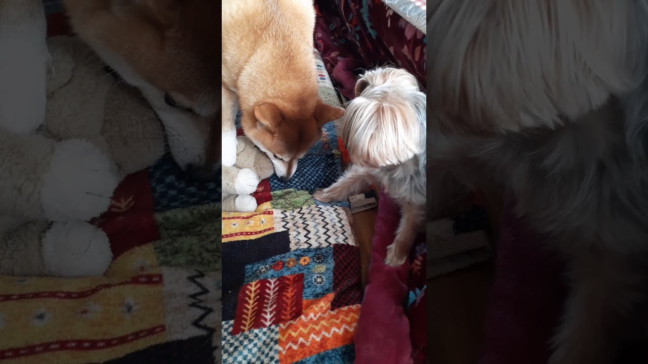 犬の多様な愛情表現 犬たちの貴重 捕食シーン Various Expressions Of Affection For Dogs Dogs Precious Predation Scene Youtube