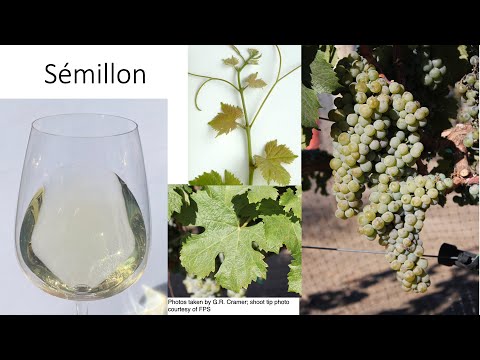 Video: A është semillon i ëmbël apo i thatë?