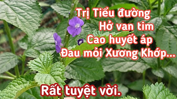 Trị Hở van tim, Tiểu đường, Cao huyết áp, Đau mỏi Xương Khớp... rất tuyệt vời.