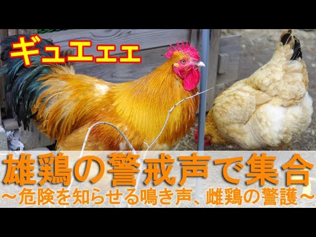 雄鶏の警戒声で集合 危険を知らせる鳴き声 ボスニワトリの仕事は雌鶏警護 Youtube