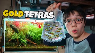 Adding GOLD TETRAS to the NATURE STYLE AQUARIUM!!