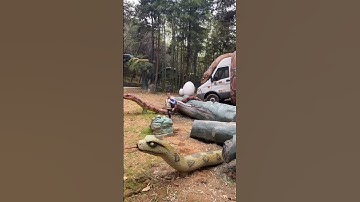 Big python video #shorts #snakevideo #animal