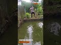 mancing borong kolam ikan patin #mancingikan
