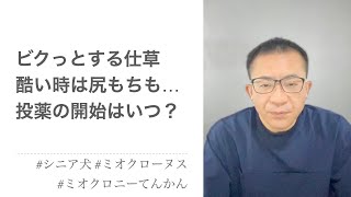 光、白い物、人間が横切る時にビクッとする仕草。ひどい時は尻もちをつくことも。てんかんだとしたら、投薬は早い方が良い？