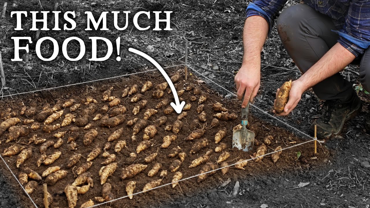 The Easiest Vegetable That Anyone Can Grow!