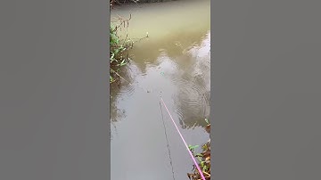 Câu cá mương #daohungvlog #fishing #cauca #fish #caucasuoi #carpfishing #shorts