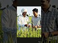 Prabhat prabha zinc use in paddy crop high yield product