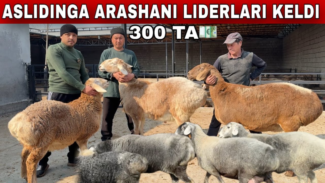 ASLIDINGA 5000 MING$ ARASHAN AVG’ON QOYLAR KELDI
