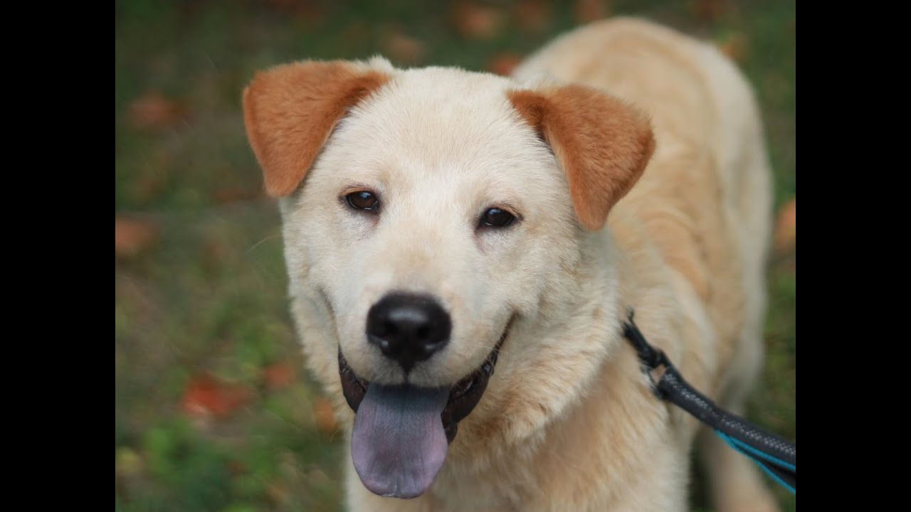 Copper the Chow / Golden mix is looking for a home
