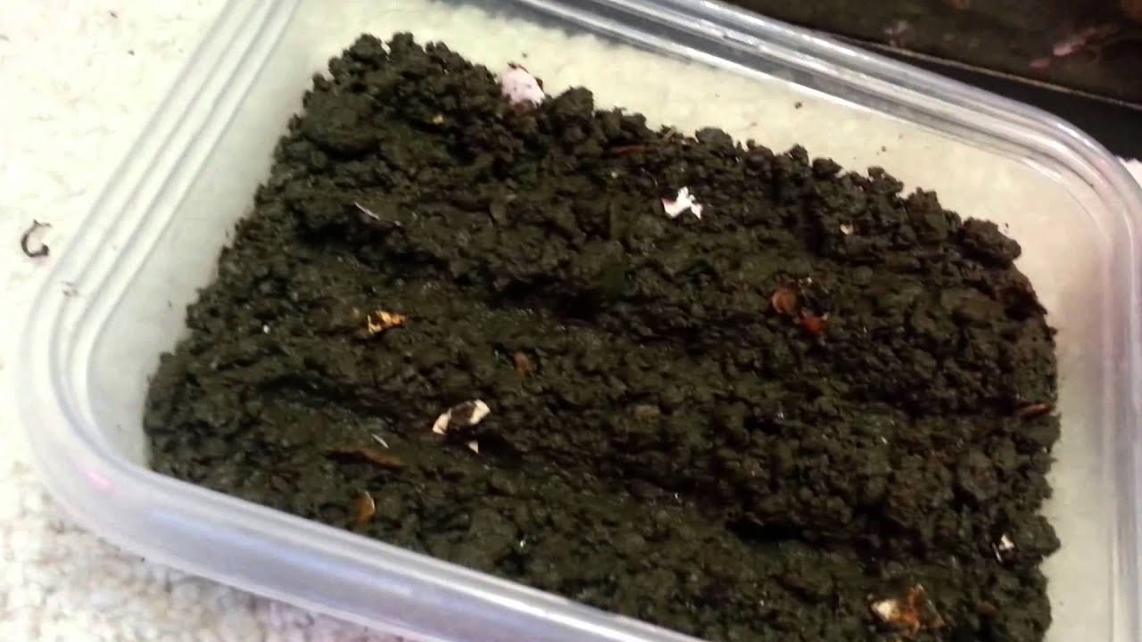 planting seeds for aquaponics system - youtube