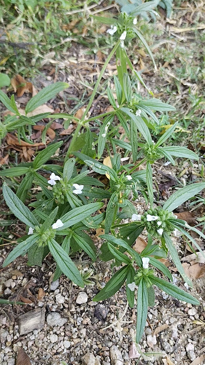 Leucas aspera (Thumbai) #aurveda #jalore