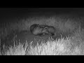 Badger clan at the sett