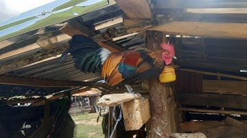 qaib cuab pib khav lawm yuav rov txog caij lawm nawb7/9/2022