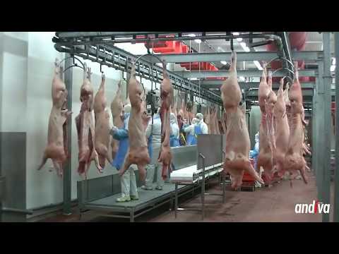 Lucru in Polonia la fabrica de carne