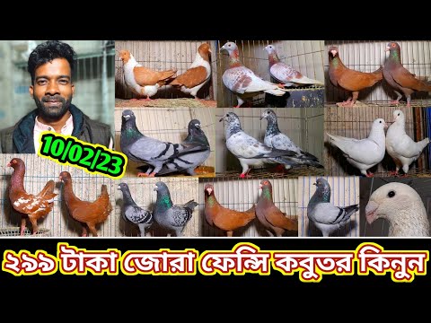 বিক্রি হবে ২৯৯ টাকা জোরা ফেন্সি কবুতর | চমৎকার সব হাই কোয়ালিটি কবুতর