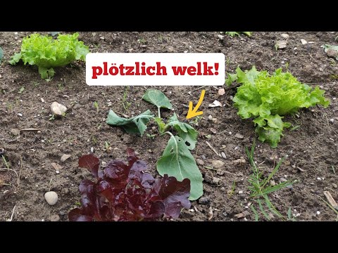 Video: Kann Pflanzen zum Welken bringen?