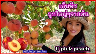 U pick peaches 🍑 in Washington /$0.89 per 1lb/ Eng Sub