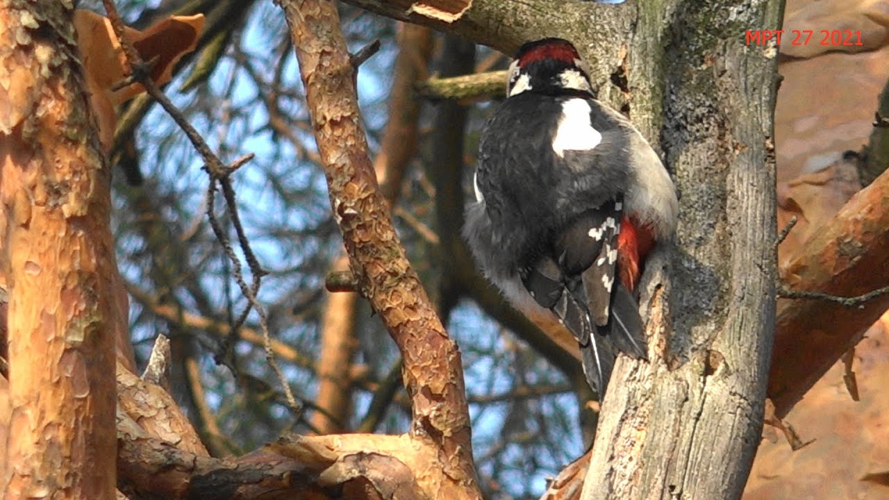 дятел стучит по коре сосны. дятел сидит. дятел стучит в дерево. дятел сообщение для детей. дятел на дереве.